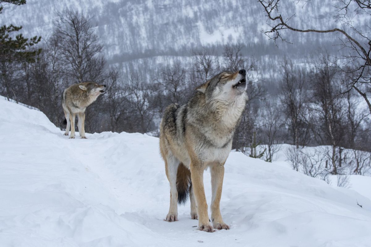 Cost of Colorado’s forced wolf introduction already rising