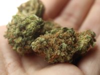 Survey data show decline in adolescent marijuana use after legalization