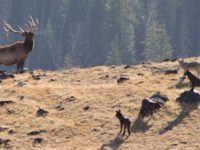 Bull elk in standoff with wolves. Courtesy National Park Service/Doug Smith