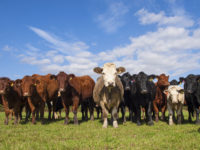 Colorado rancher scrambling to sell beef directly faces high regulatory hurdles
