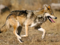 Mexican Gray Wolf
Photo by USFWS