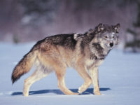Wildlife agency testing shows wolves migrating into Colorado carry dangerous parasite