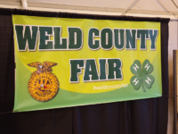 Weld County Fair surpasses National Western Stock Show as top grossing junior livestock sale