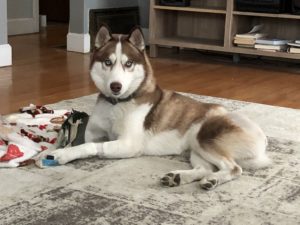 Complete Colorado adoptable dog: Maverick lost his tail, but he’s still all Husky
