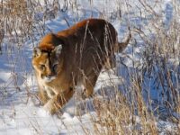 Mountain lion hunting ban working its way towards Colorado’s 2024 ballot