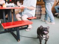 Senate Bill would allow dogs on restaurant patios, with a few restrictions