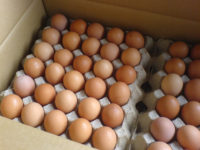 Legislation mandates social enrichment for egg-laying poultry, bans individual cages