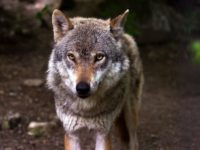 Caldara:  Progressives sic wolves on rural Colorado