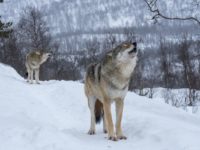 Cost of Colorado’s forced wolf introduction already rising; a ‘circular self-destruction formula’
