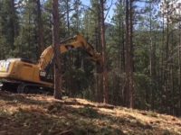 Massive wildfires boost calls for forest thinning; environmentalists have long stymied such efforts