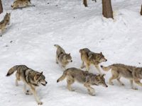 Rio Blanco takes a stand against wolf importation; urges other Western Slope counties to resist
