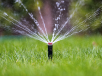 Armstrong: Low-water lawns without the yard police