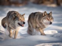 Walcher: A naming contest for the animals wolves are going to kill